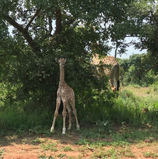 0 Bedroom Property for Sale in Verloren Estate Limpopo