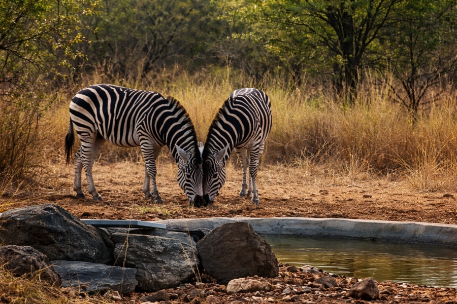 10 Bedroom Property for Sale in Phalaborwa Limpopo