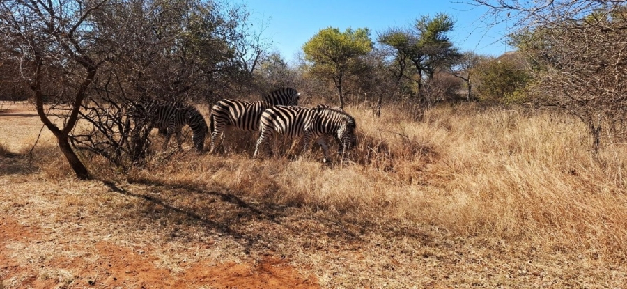 6 Bedroom Property for Sale in Bela Bela Limpopo