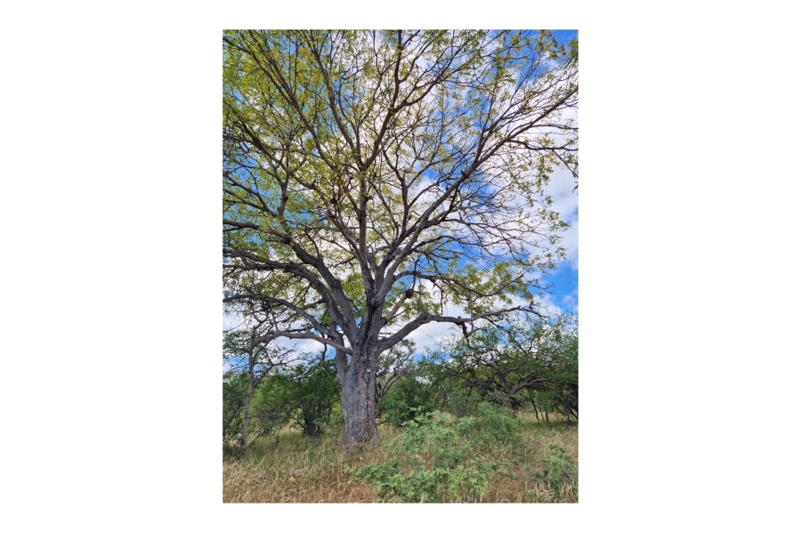 0 Bedroom Property for Sale in Mopane Limpopo