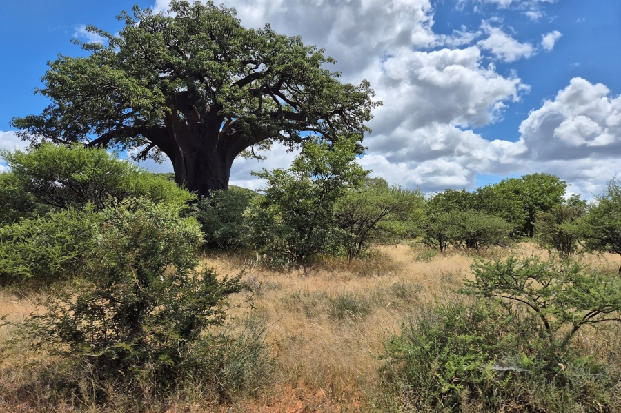 0 Bedroom Property for Sale in Mopane Limpopo