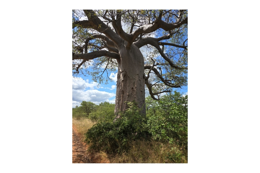 0 Bedroom Property for Sale in Mopane Limpopo