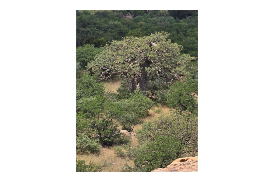 0 Bedroom Property for Sale in Mopane Limpopo