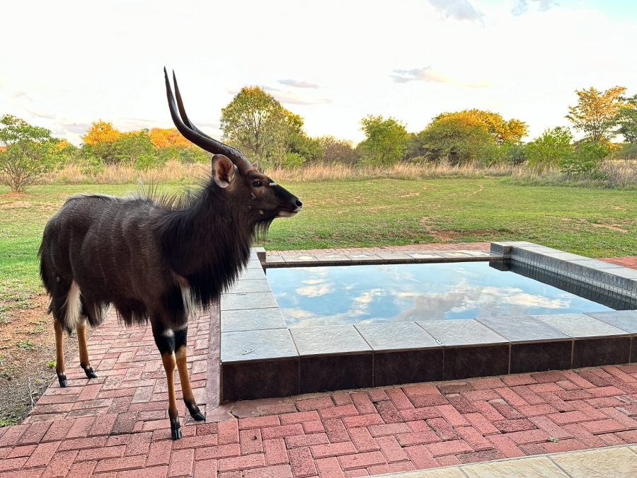 4 Bedroom Property for Sale in Zebula Golf Estate Limpopo