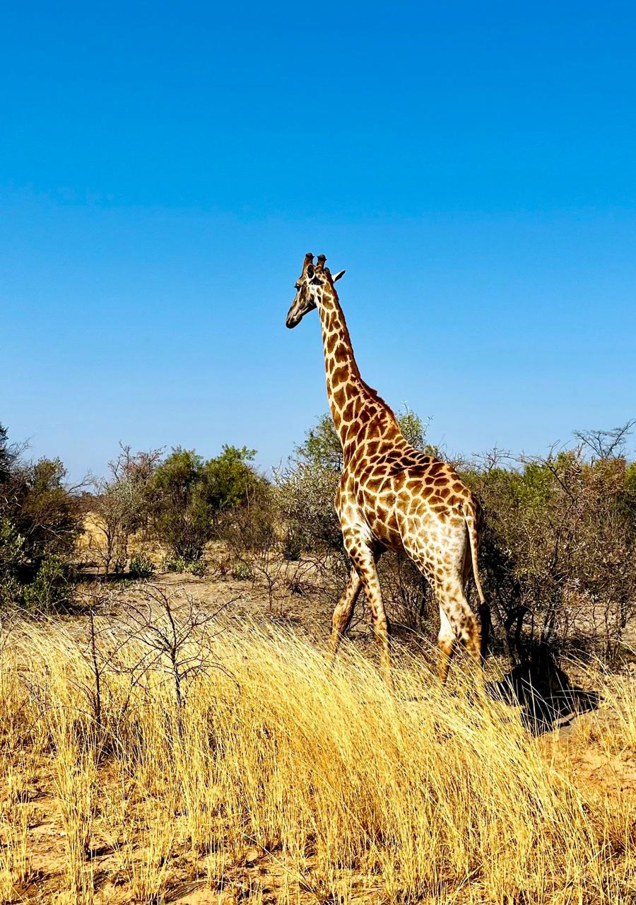 0 Bedroom Property for Sale in Verloren Estate Limpopo