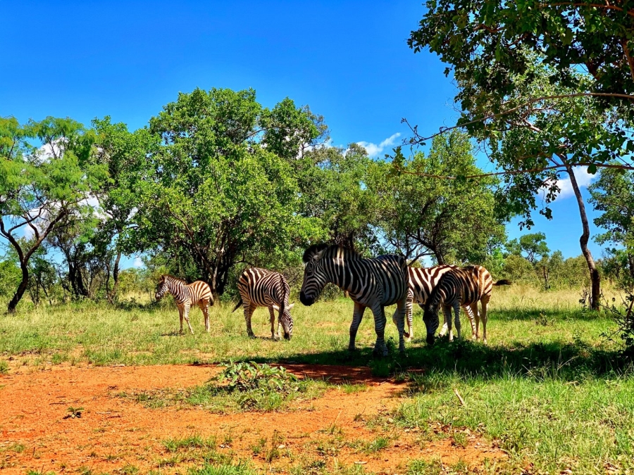 0 Bedroom Property for Sale in Verloren Estate Limpopo