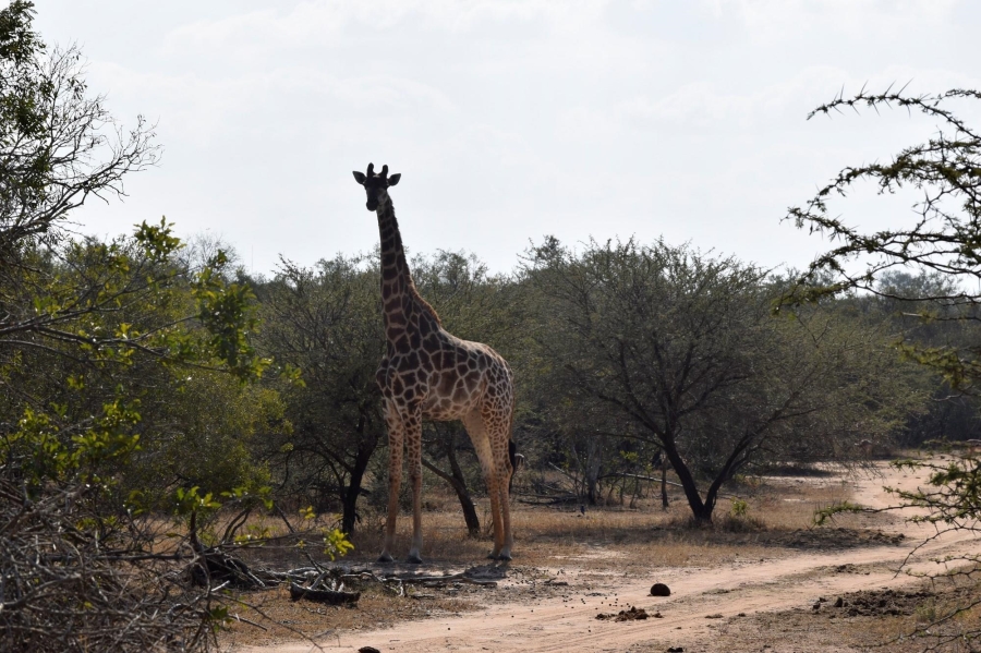 0 Bedroom Property for Sale in Moditlo Wildlife Estate Limpopo