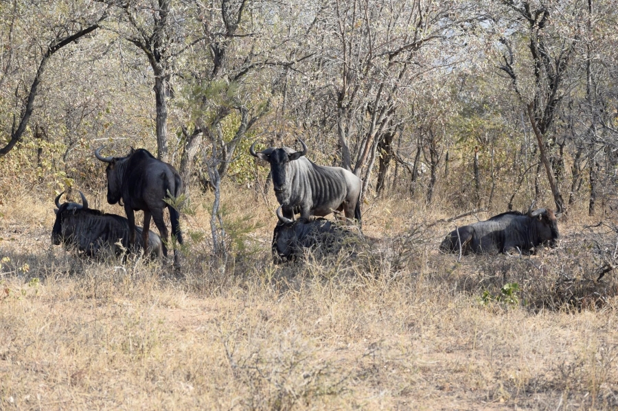 0 Bedroom Property for Sale in Moditlo Wildlife Estate Limpopo