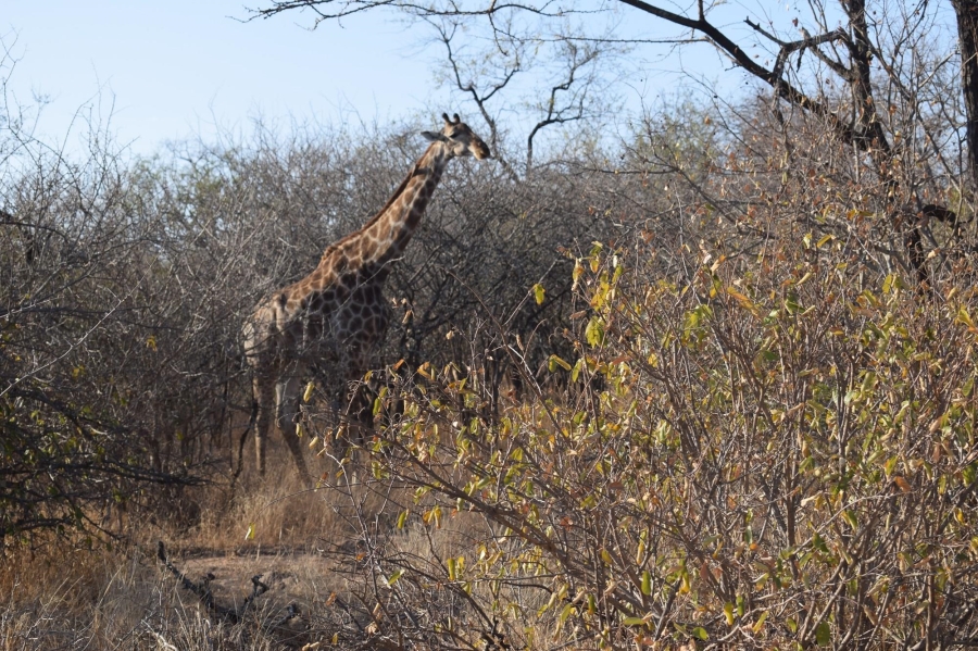 0 Bedroom Property for Sale in Moditlo Wildlife Estate Limpopo