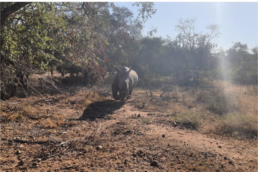 0 Bedroom Property for Sale in Moditlo Wildlife Estate Limpopo