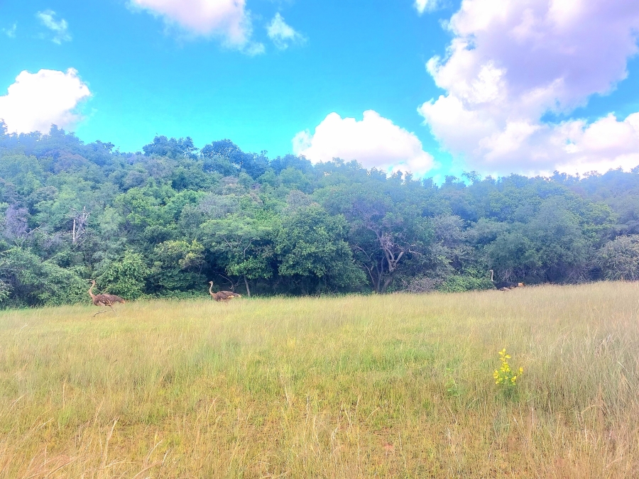 4 Bedroom Property for Sale in Modimolle Limpopo