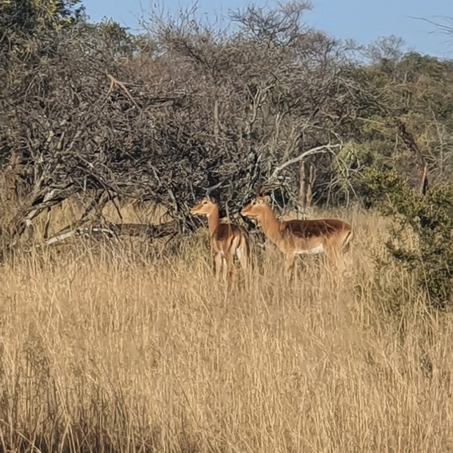 Commercial Property for Sale in Modimolle Limpopo