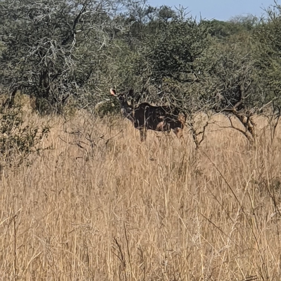 Commercial Property for Sale in Modimolle Limpopo