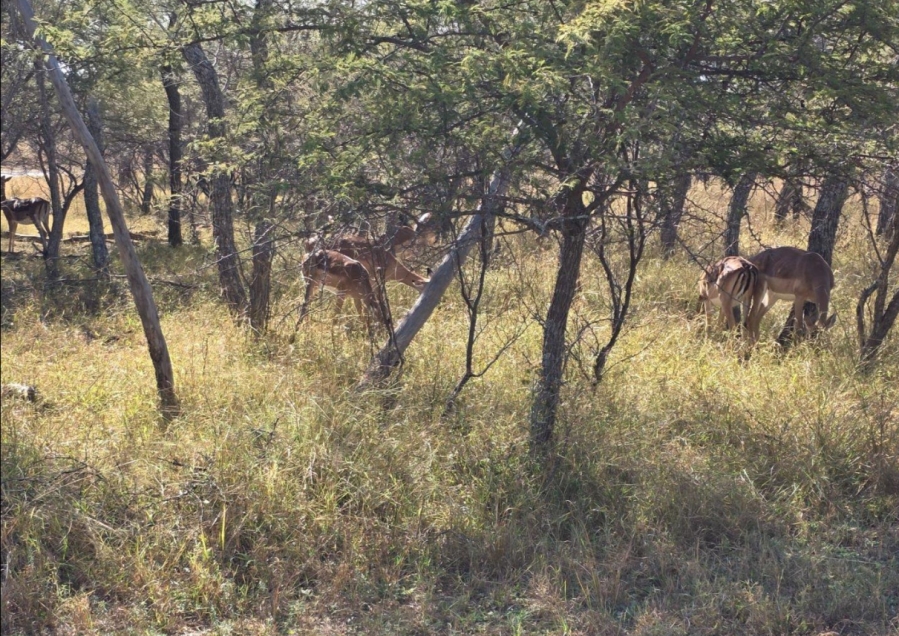 0 Bedroom Property for Sale in Koro Creek Golf Estate Limpopo