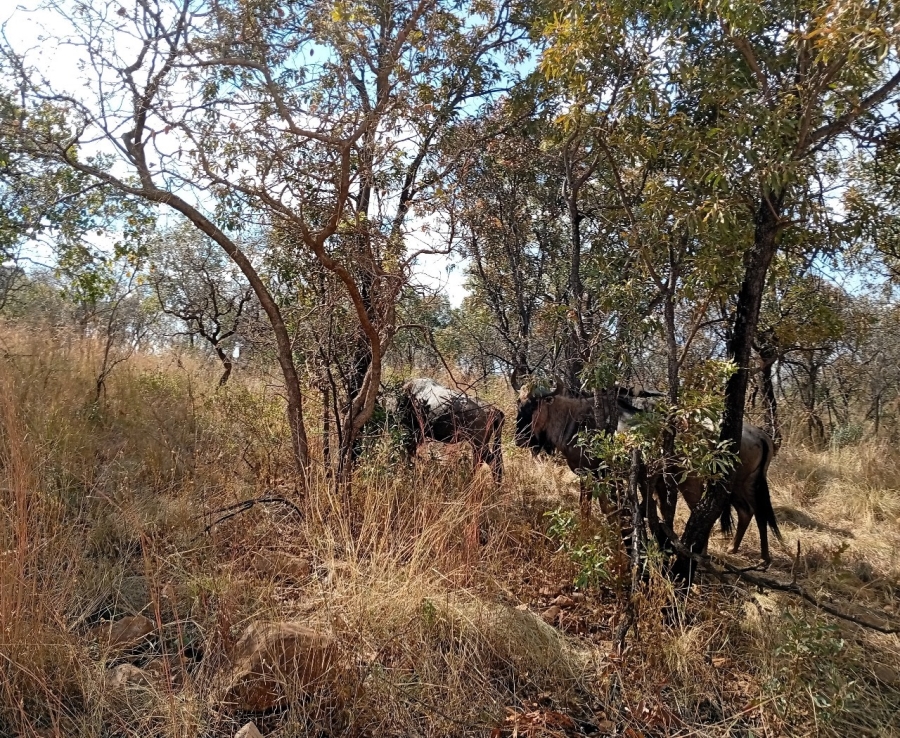0 Bedroom Property for Sale in Bela Bela Limpopo