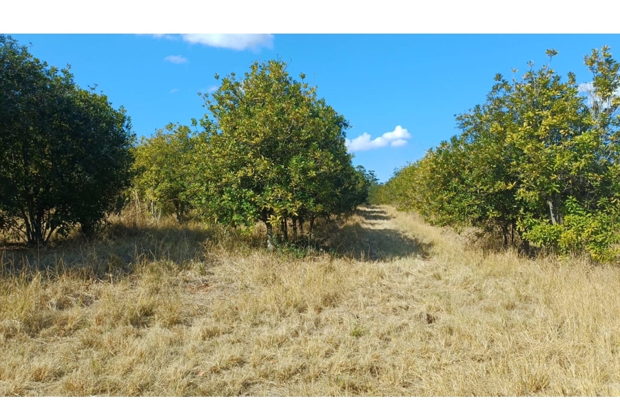 0 Bedroom Property for Sale in Louis Trichardt Limpopo