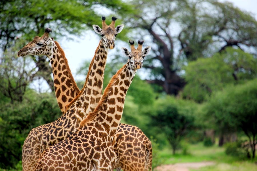 0 Bedroom Property for Sale in Verloren Estate Limpopo