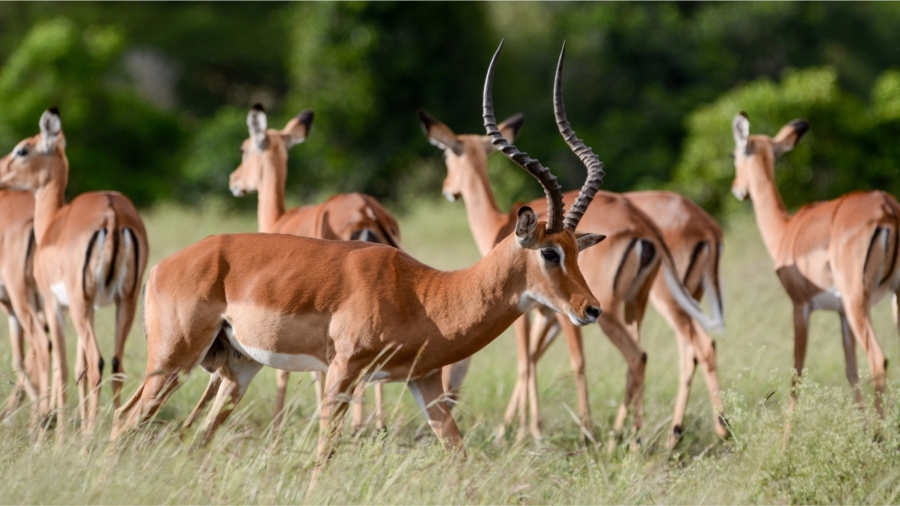 0 Bedroom Property for Sale in Verloren Estate Limpopo