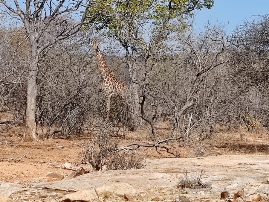 Commercial Property for Sale in Mopane Limpopo