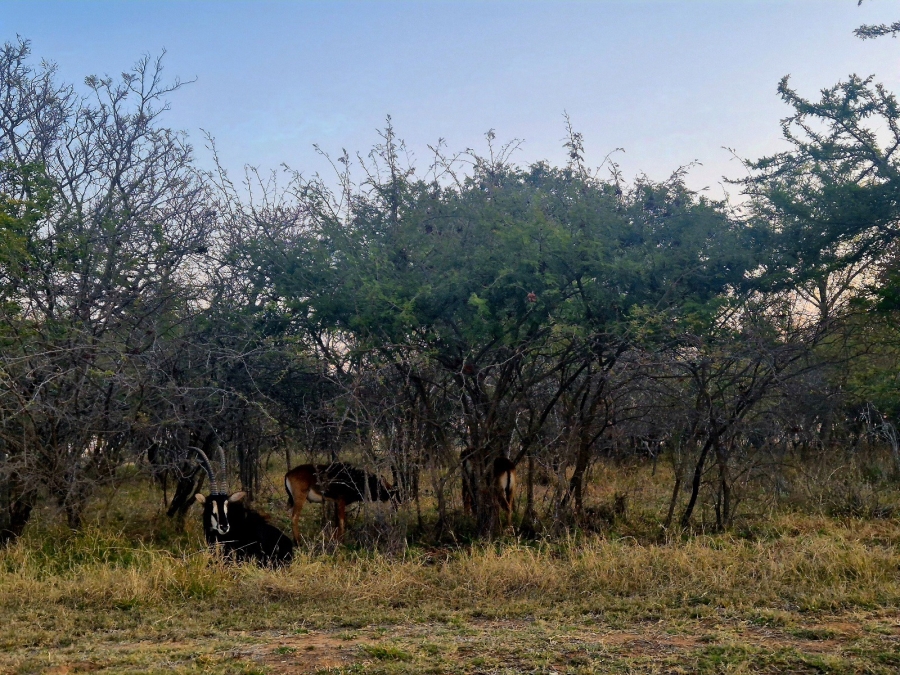 0 Bedroom Property for Sale in Mookgopong Limpopo