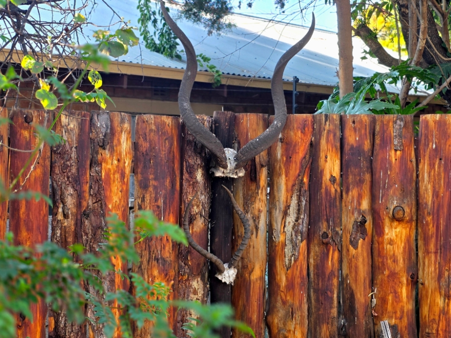 To Let 3 Bedroom Property for Rent in Flora Park Limpopo