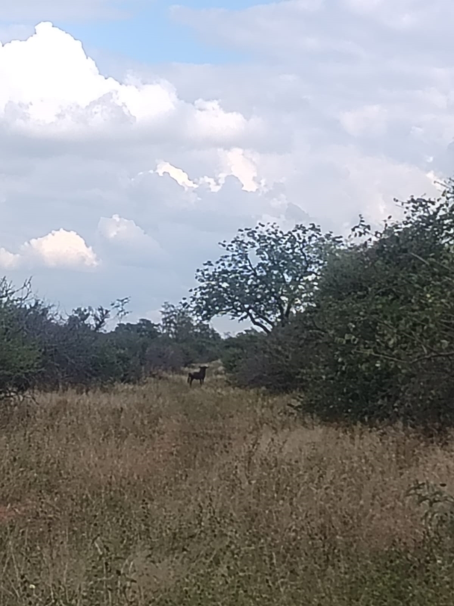 8 Bedroom Property for Sale in Tom Burke Limpopo