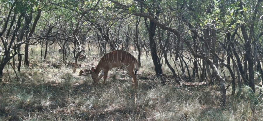 15 Bedroom Property for Sale in Bela Bela Limpopo