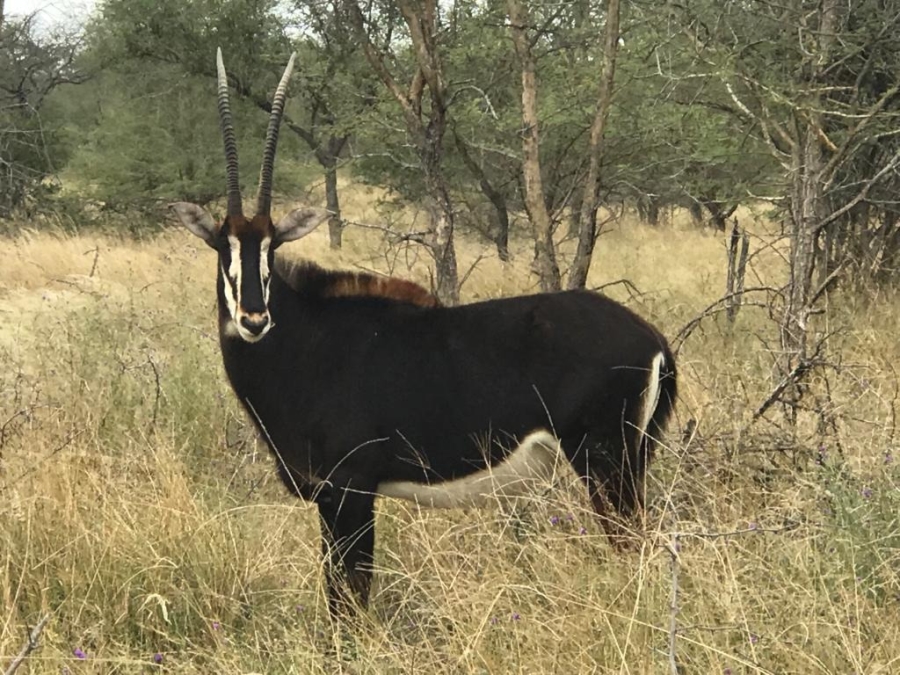 2 Bedroom Property for Sale in Lissataba Private Nature Reserve Limpopo