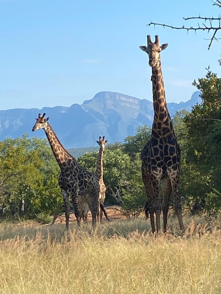 2 Bedroom Property for Sale in Lissataba Private Nature Reserve Limpopo