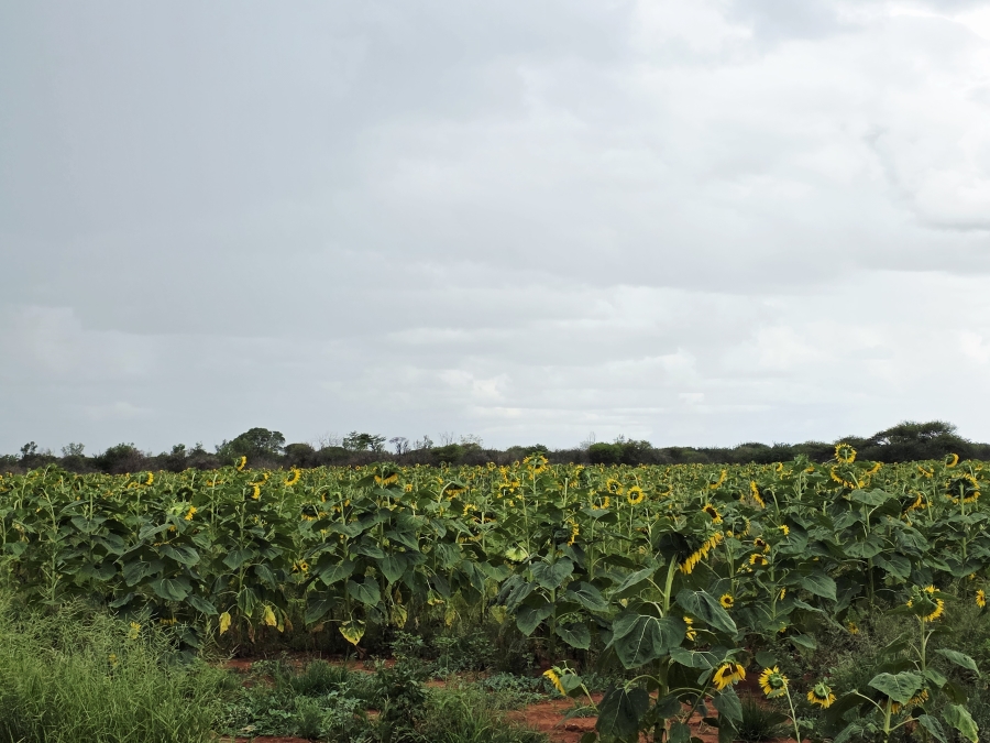 4 Bedroom Property for Sale in Crecy Limpopo