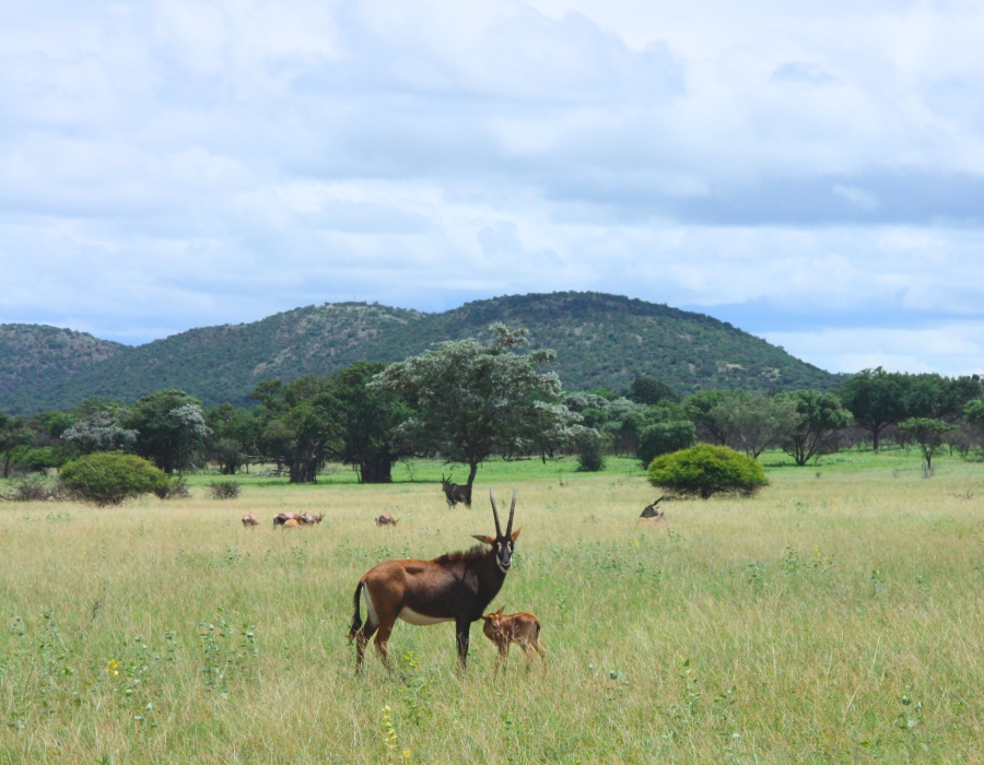 Commercial Property for Sale in Modimolle Rural Limpopo