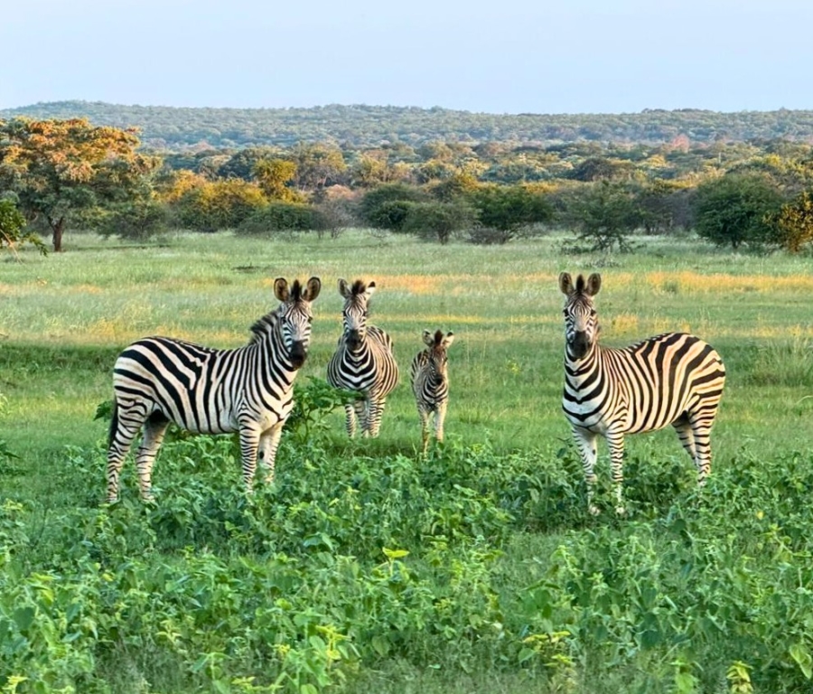 Commercial Property for Sale in Modimolle Rural Limpopo