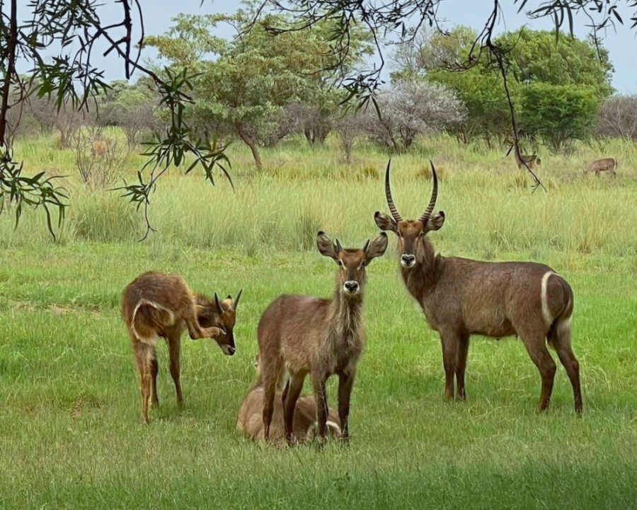 Commercial Property for Sale in Modimolle Rural Limpopo