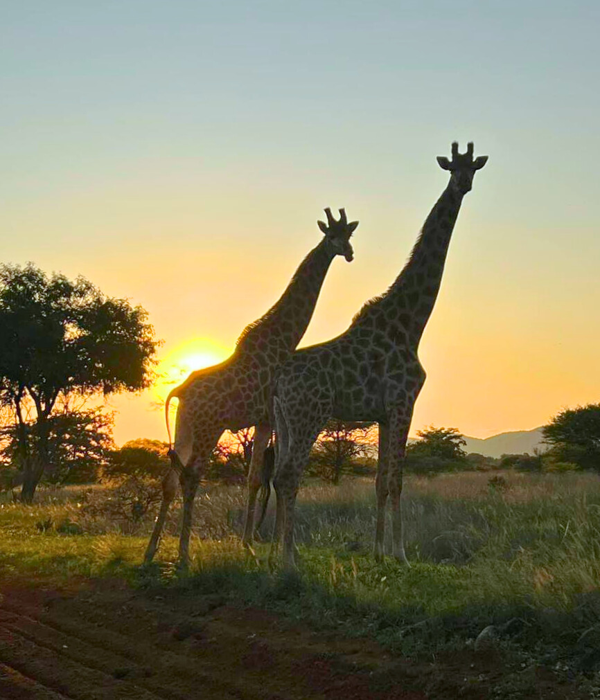 Commercial Property for Sale in Modimolle Rural Limpopo