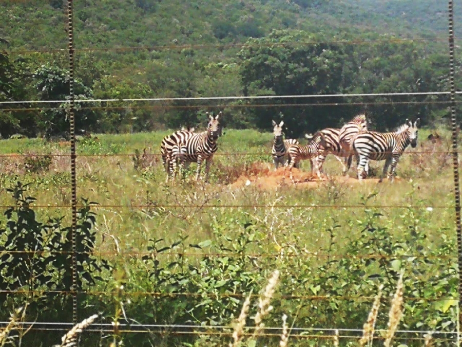 3 Bedroom Property for Sale in Lephalale Limpopo