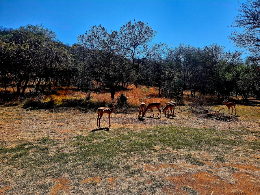 1 Bedroom Property for Sale in Mookgopong Limpopo
