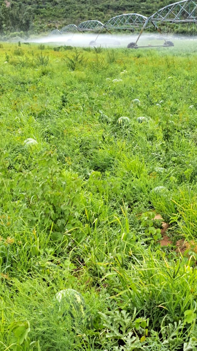 0 Bedroom Property for Sale in Alma Limpopo