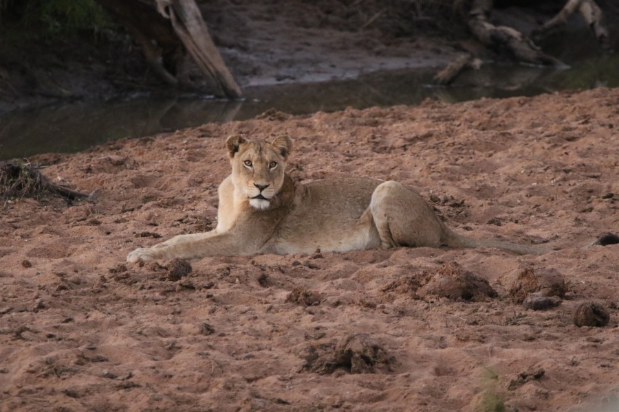 0 Bedroom Property for Sale in Parsons Game Reserve Limpopo