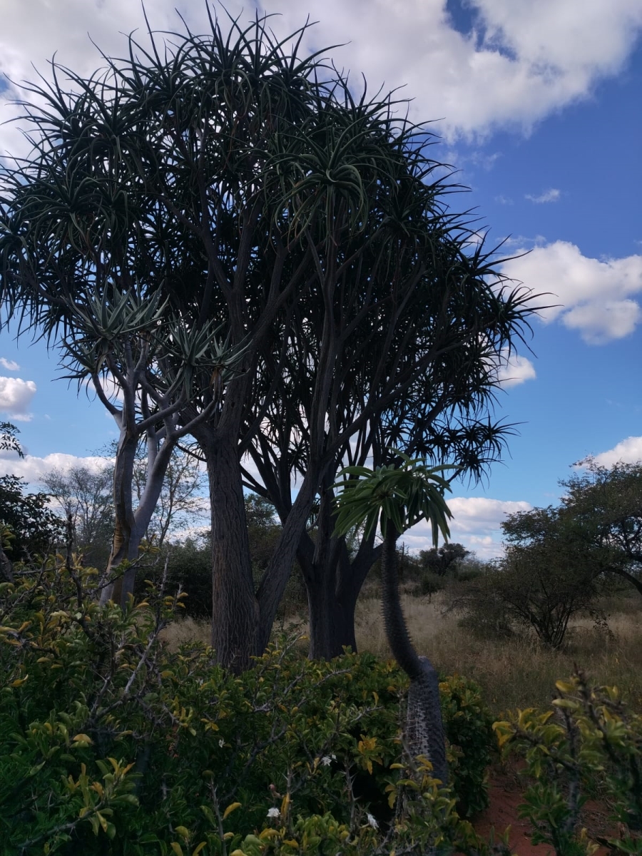 5 Bedroom Property for Sale in Tom Burke Limpopo