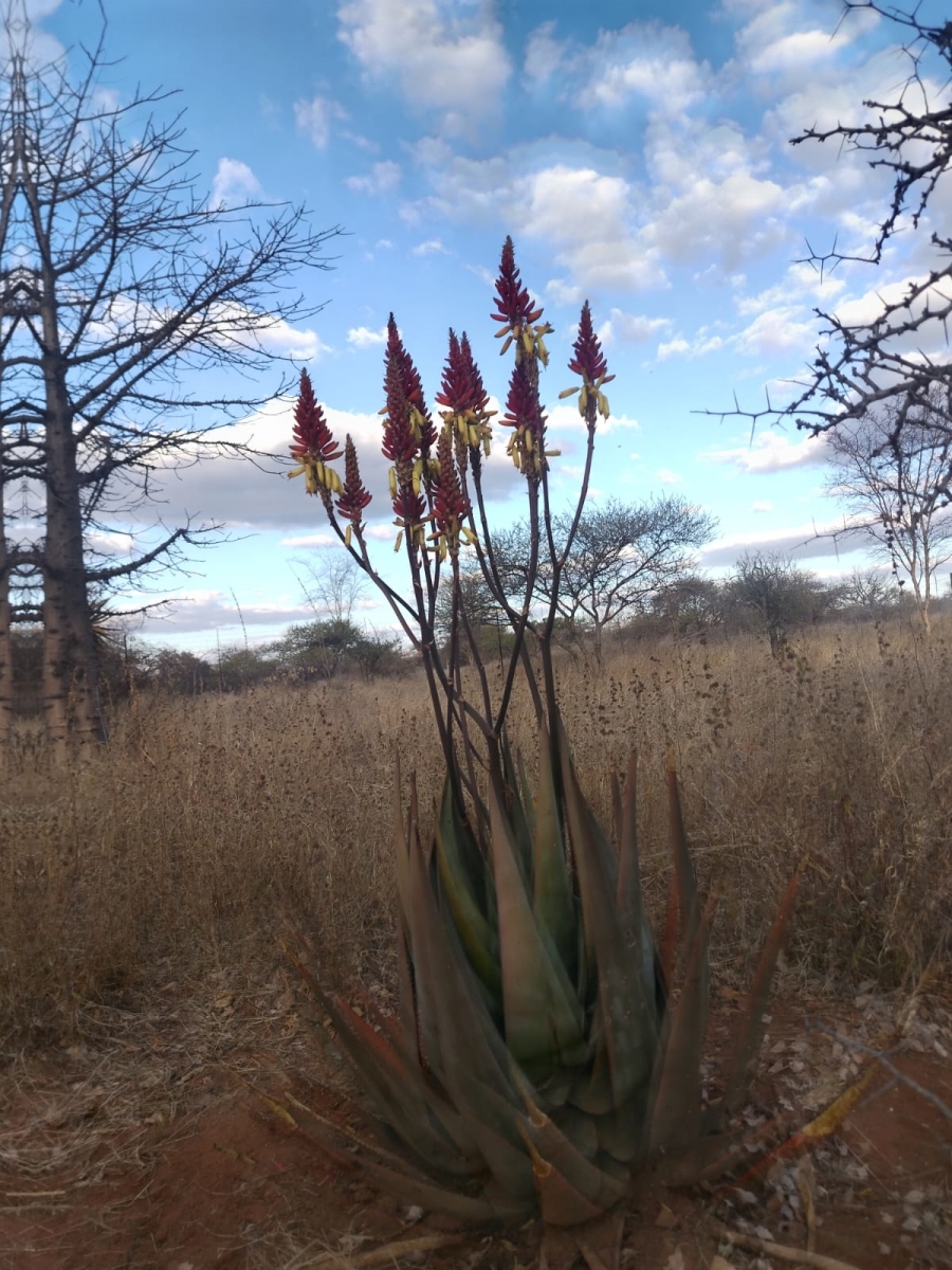 5 Bedroom Property for Sale in Tom Burke Limpopo