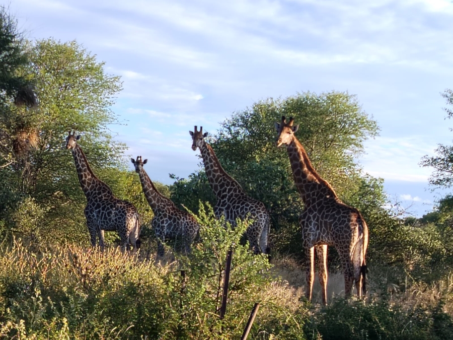 5 Bedroom Property for Sale in Tom Burke Limpopo