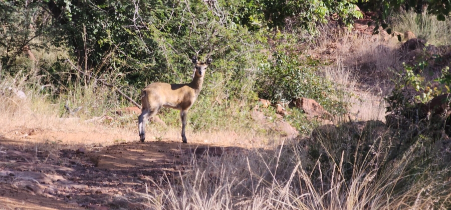0 Bedroom Property for Sale in Welgevonden Game Reserve Limpopo