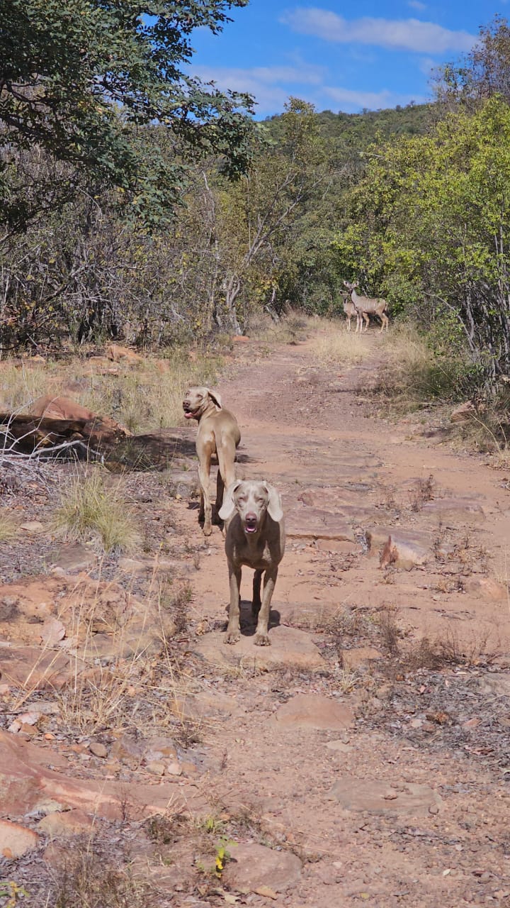 0 Bedroom Property for Sale in Welgevonden Game Reserve Limpopo