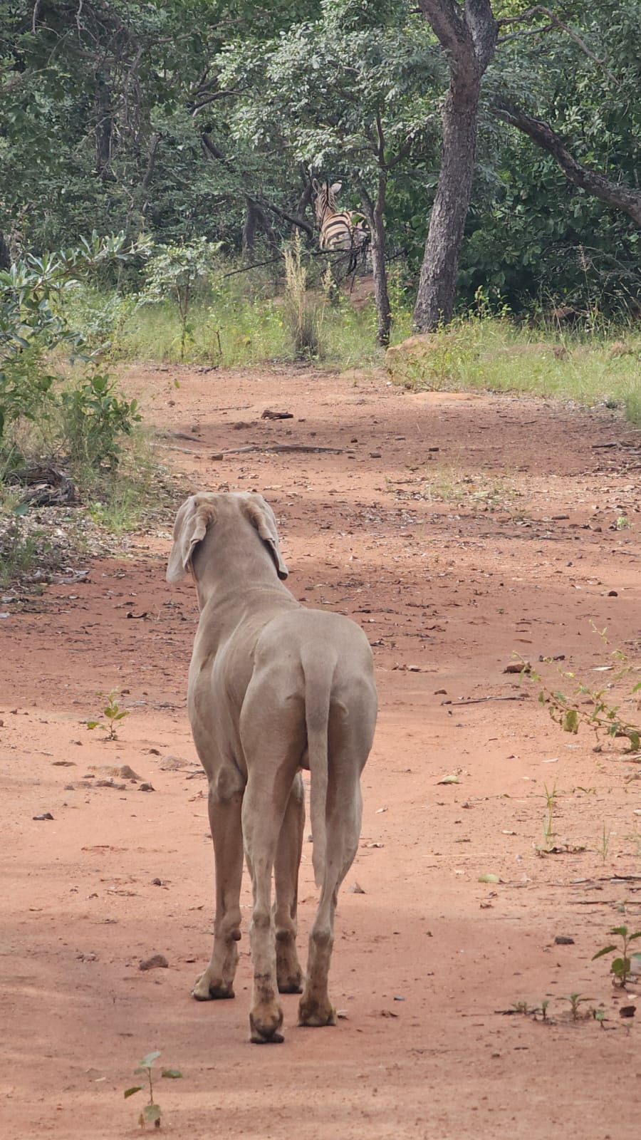 0 Bedroom Property for Sale in Welgevonden Game Reserve Limpopo