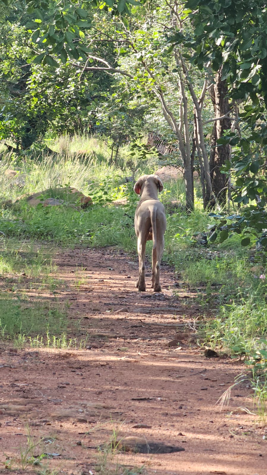 0 Bedroom Property for Sale in Welgevonden Game Reserve Limpopo