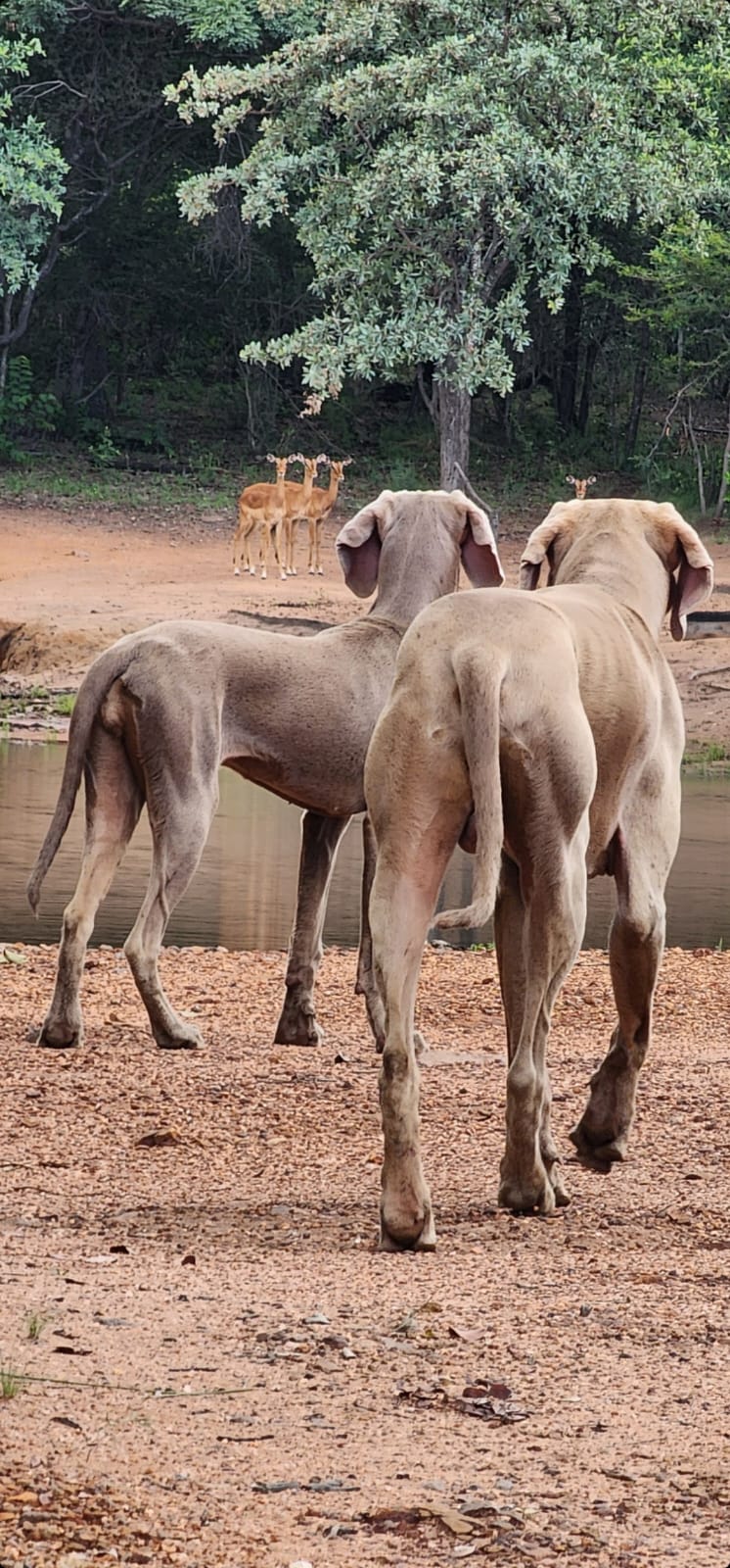 0 Bedroom Property for Sale in Welgevonden Game Reserve Limpopo