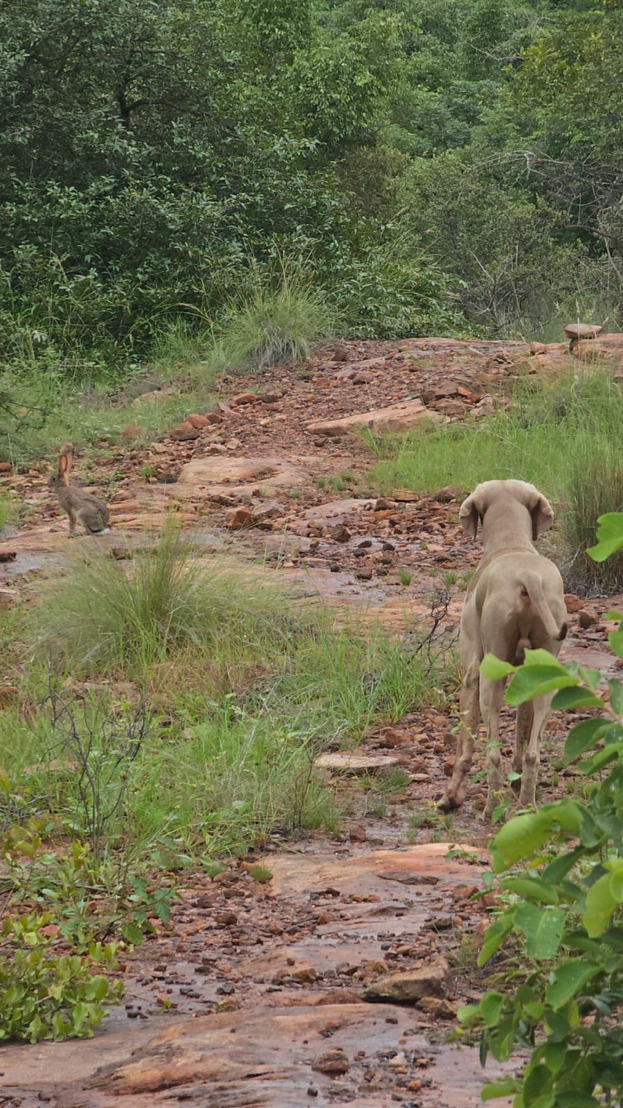 0 Bedroom Property for Sale in Welgevonden Game Reserve Limpopo