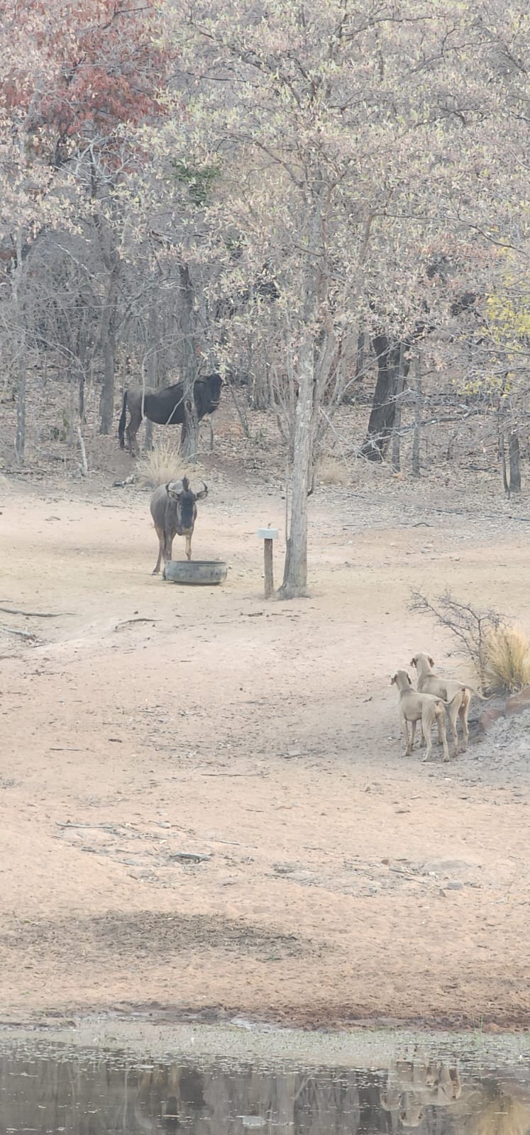 0 Bedroom Property for Sale in Welgevonden Game Reserve Limpopo