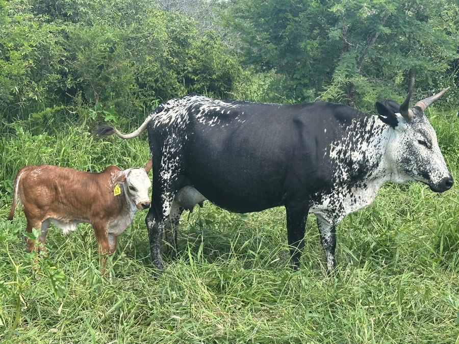 Commercial Property for Sale in Louis Trichardt Limpopo