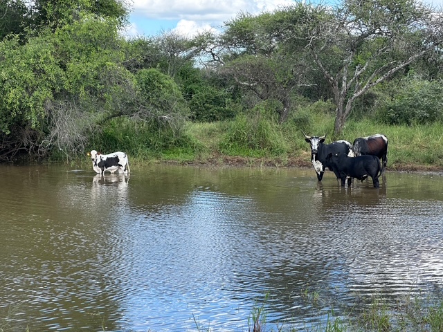 Commercial Property for Sale in Louis Trichardt Limpopo